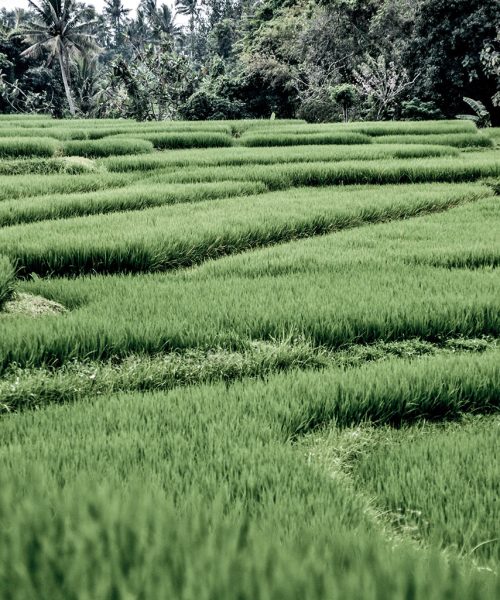 rice field 2